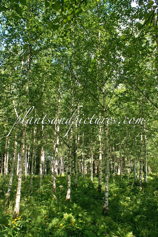 Betula pendula