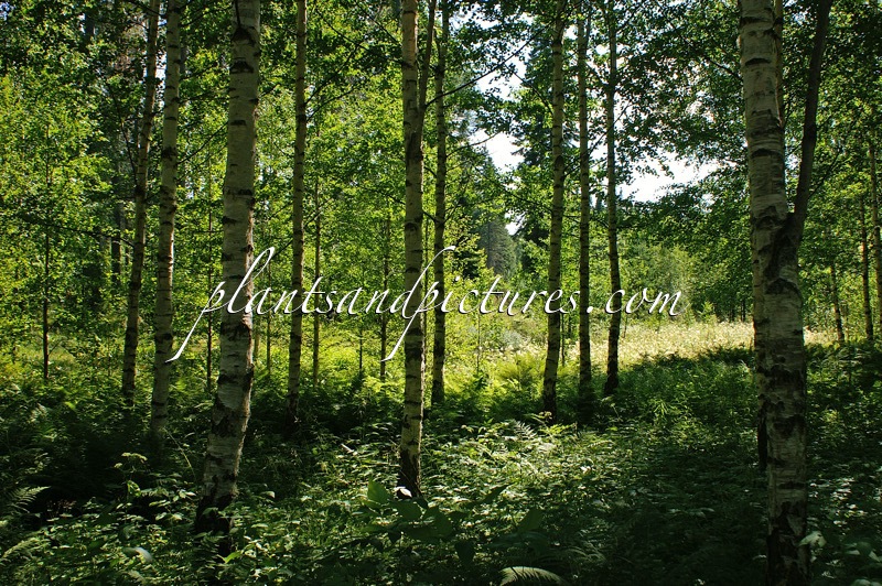 Betula pendula