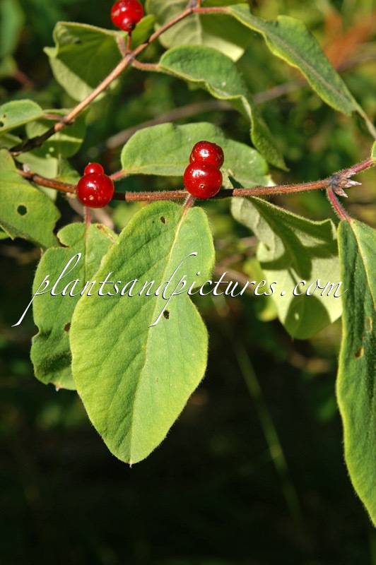 Lonicera xylosteum