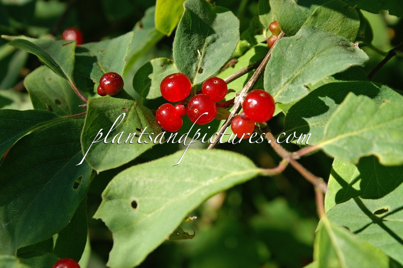 Lonicera xylosteum