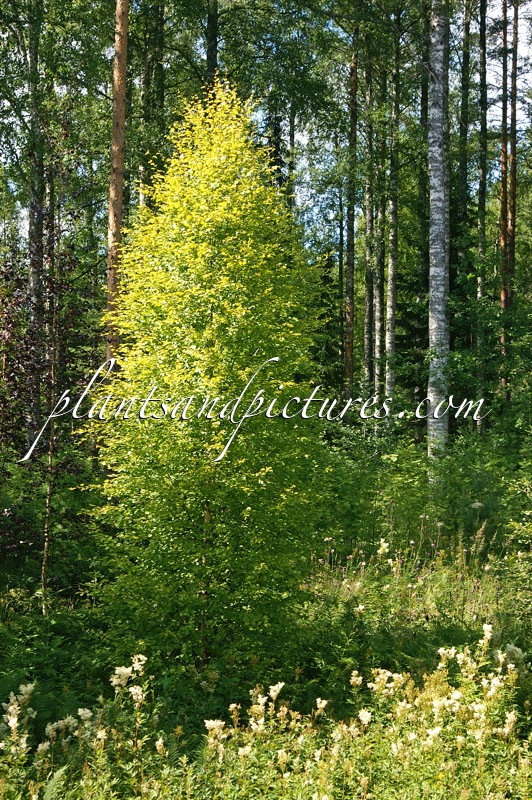 Betula pubescens