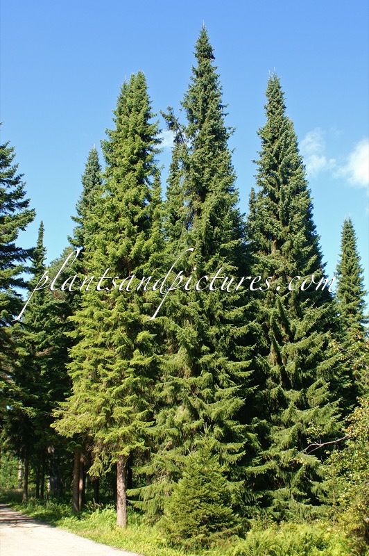 Picea omorika