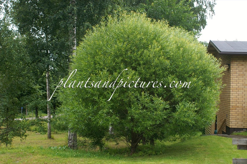 Salix rubens ‘Bullata’