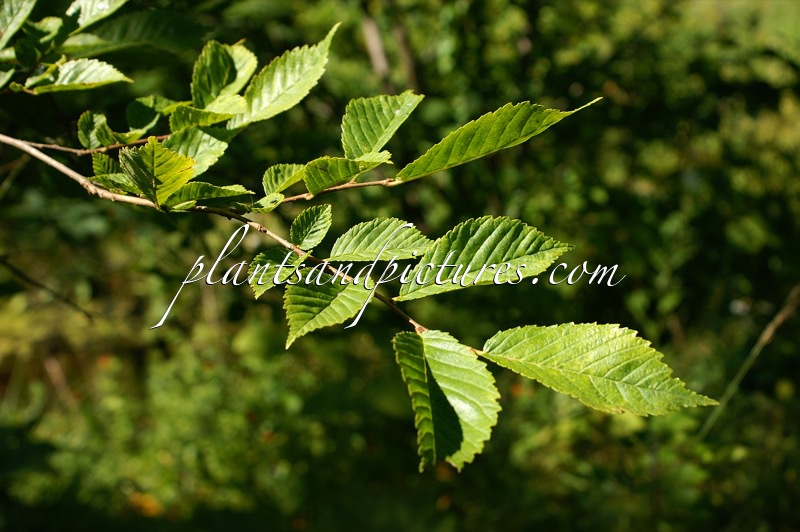 Ulmus davidiana var. japonica