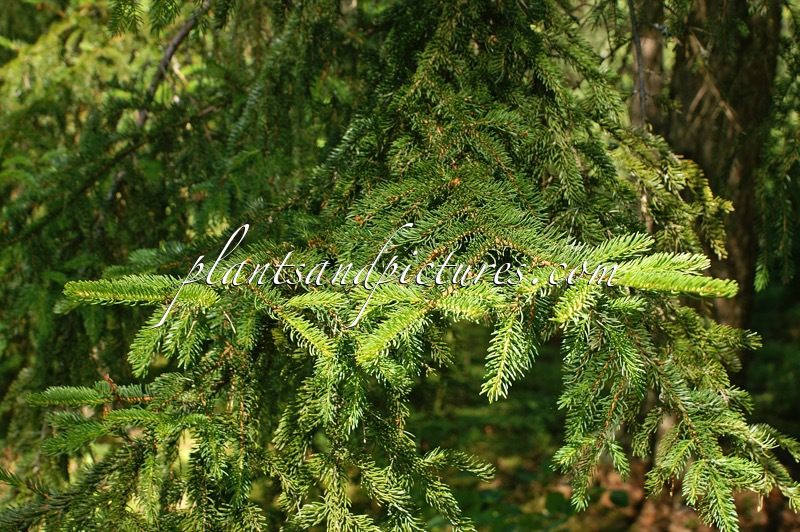 Picea rubens