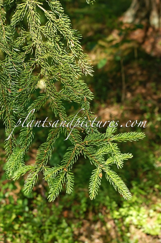 Picea rubens