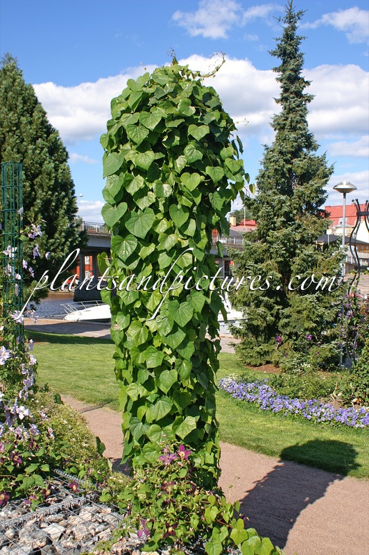 Menispermum dauricum