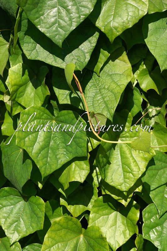 Menispermum dauricum