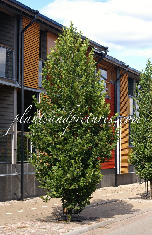 Alnus glutinosa ‘Sakari’
