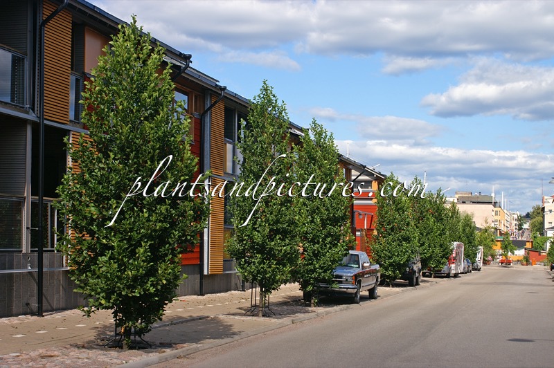 Alnus glutinosa ‘Sakari’