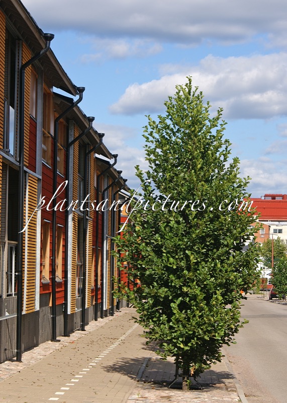 Alnus glutinosa ‘Sakari’