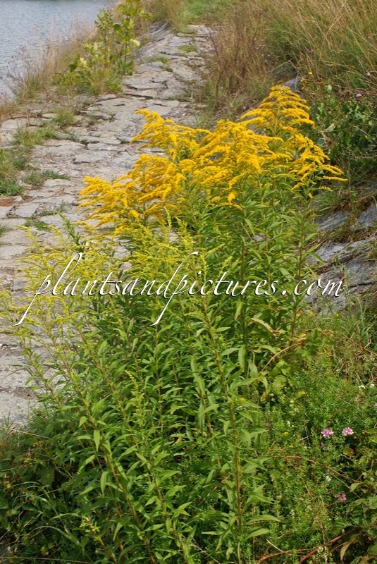 Solidago canadensis
