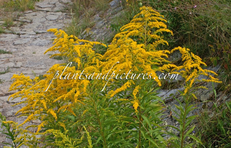 Solidago canadensis