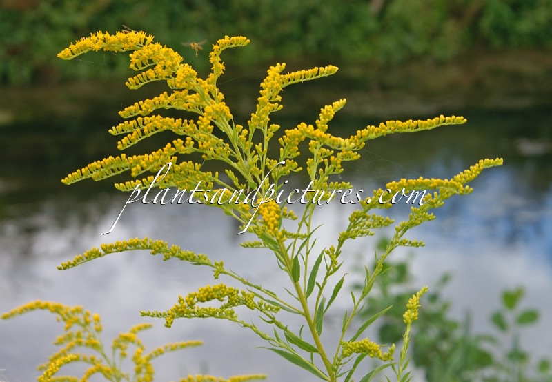 Solidago canadensis