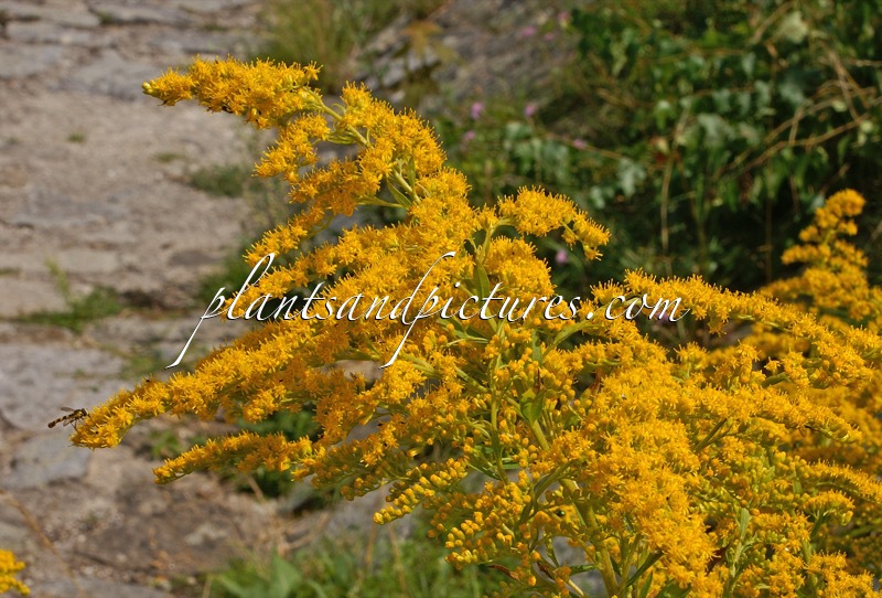 Solidago canadensis