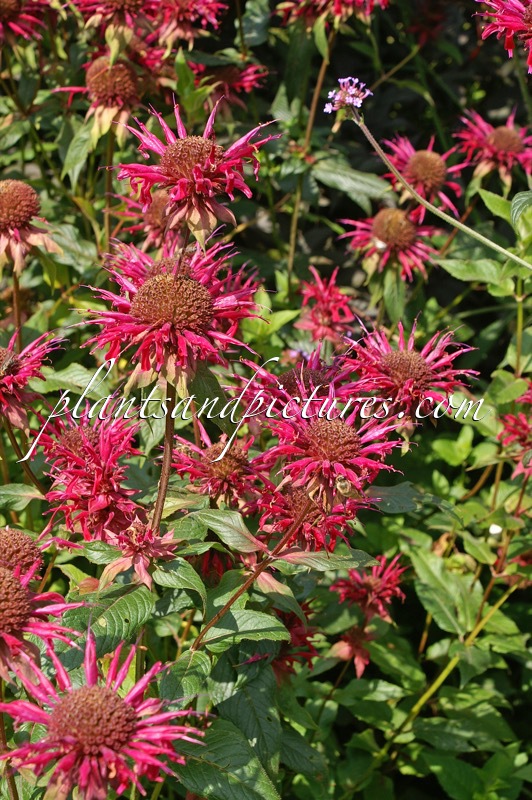 Monarda ‘Gewitterwolke’