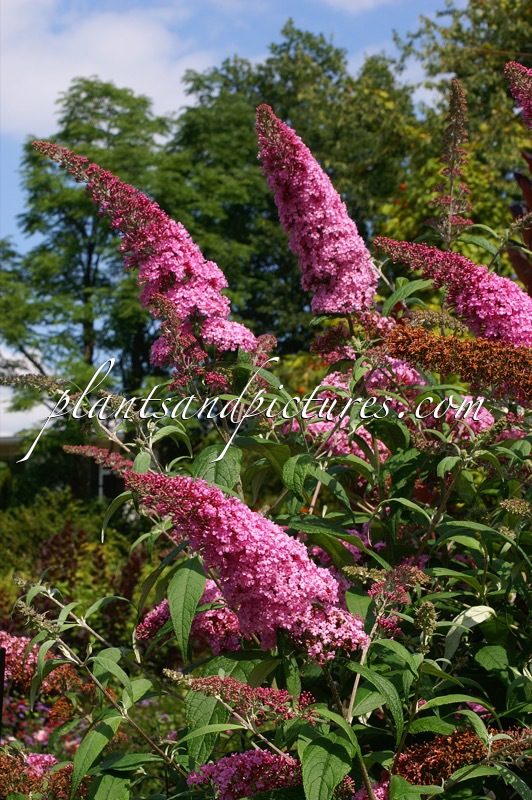Buddleja davidii ‘Pink Delight’