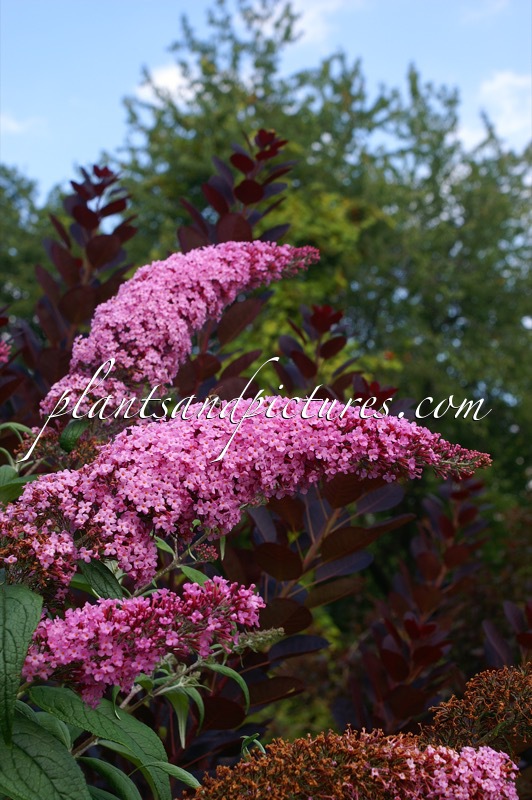 Buddleja davidii ‘Pink Delight’