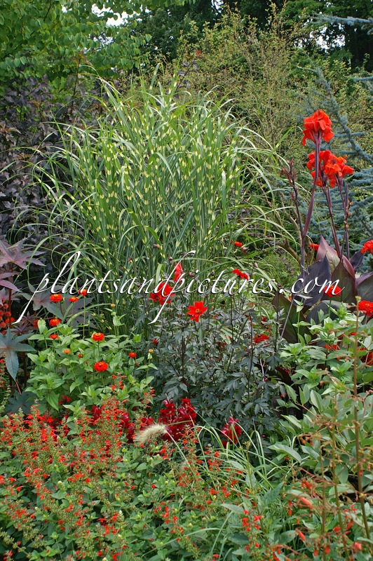 Miscanthus sinensis ‘Zebrinus’