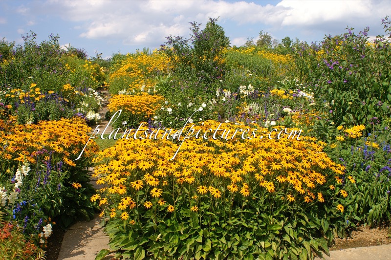 Rudbeckia fulgida ‘Goldsturm’