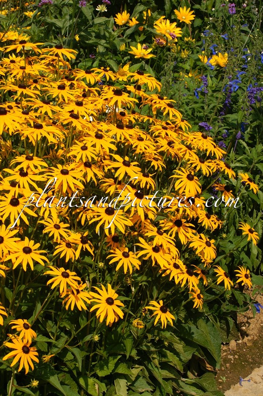 Rudbeckia fulgida ‘Goldsturm’