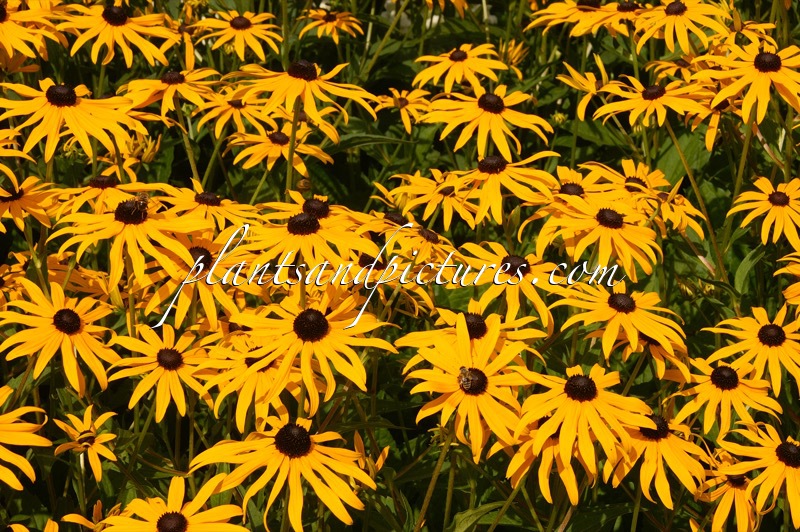 Rudbeckia fulgida ‘Goldsturm’