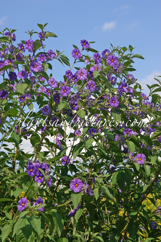 Solanum rantonnetii