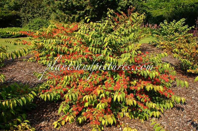 Viburnum plicatum ‘Cascade’