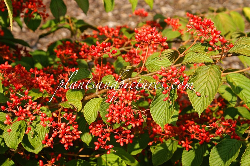 Viburnum plicatum ‘Cascade’