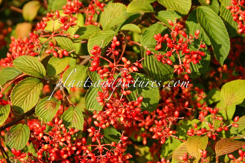 Viburnum plicatum ‘Cascade’
