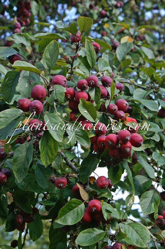 Malus ‘Neville Copeman’