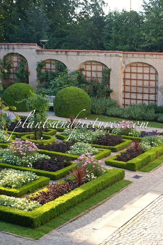 Buxus sempervirens