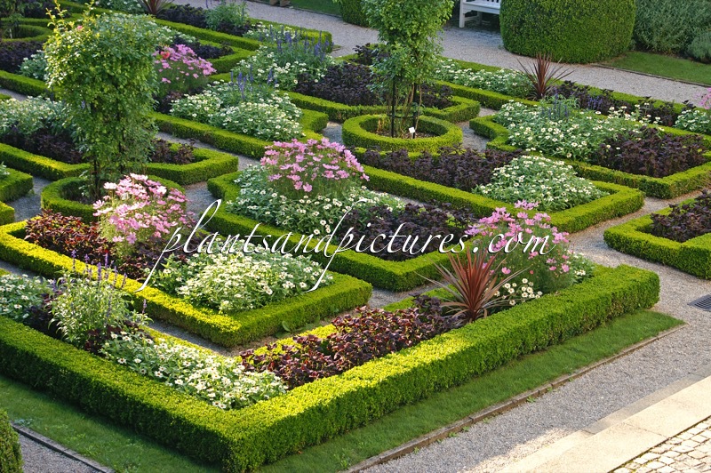 Buxus sempervirens