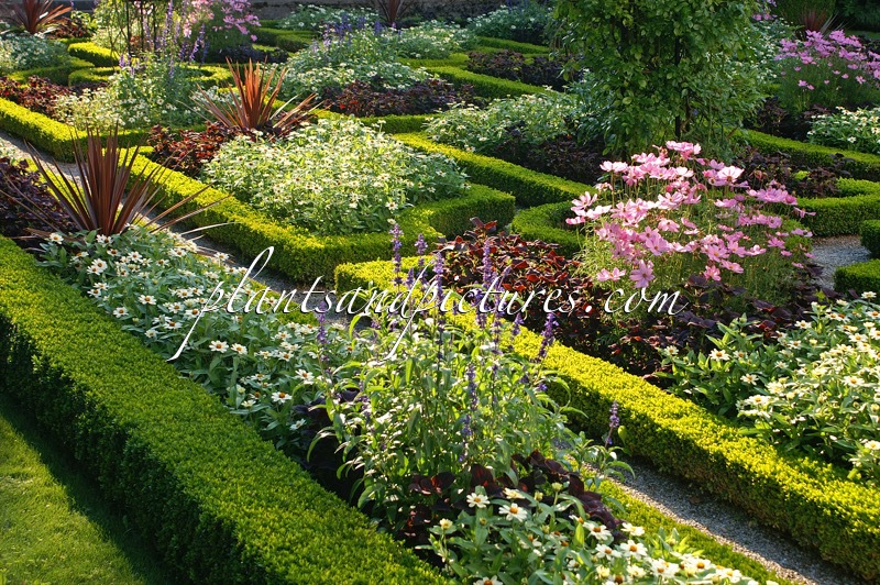 Buxus sempervirens