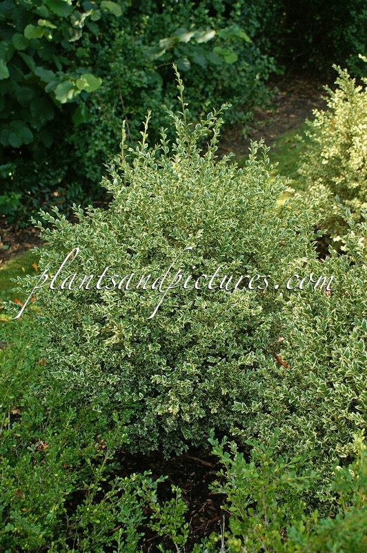 Buxus sempervirens ‘Elegantissima’