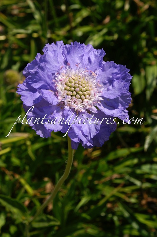 Scabiosa caucasica ‘Blaues Siegel’