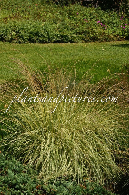 Molinia caerulea ‘Variegata’