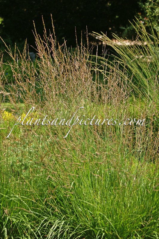 Molinia caerulea ‘Dauerstrahl’