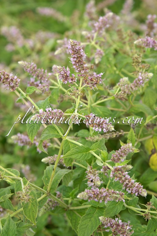 Mentha longifolia