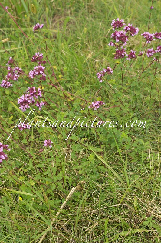 Origanum vulgare