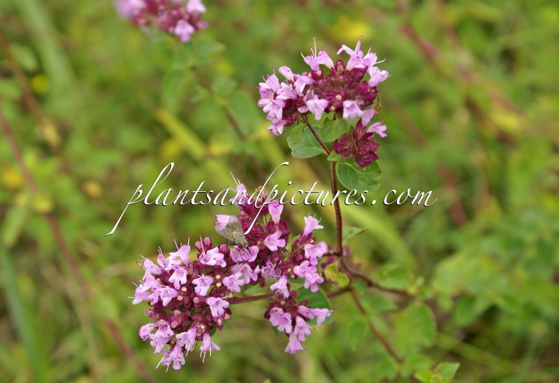 Origanum vulgare