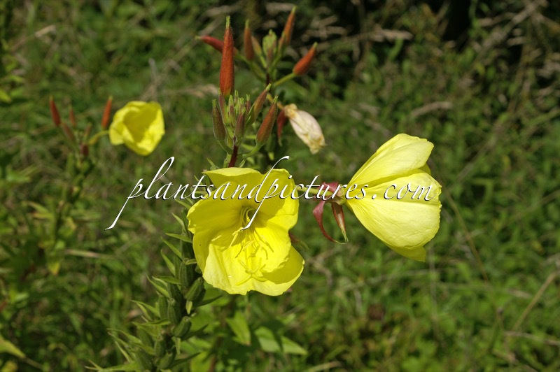 Oenothera biennis