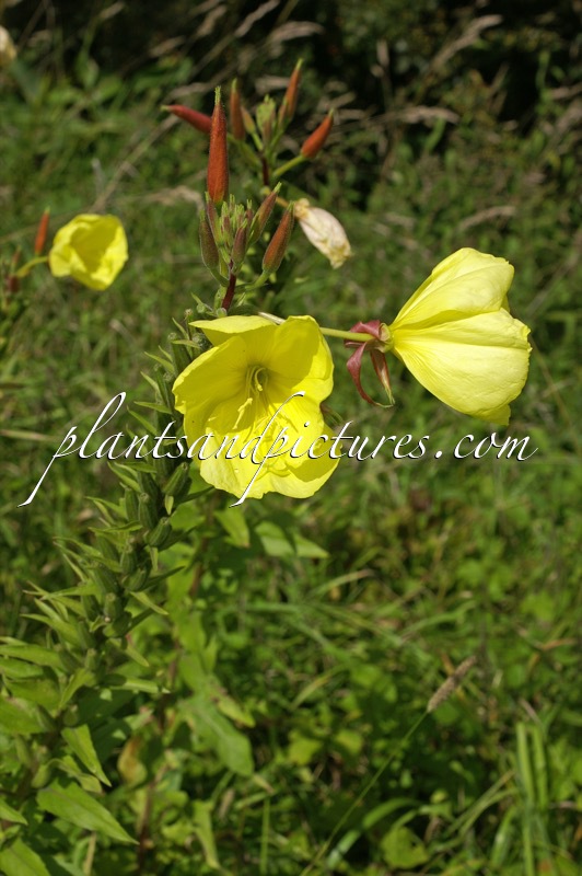 Oenothera biennis