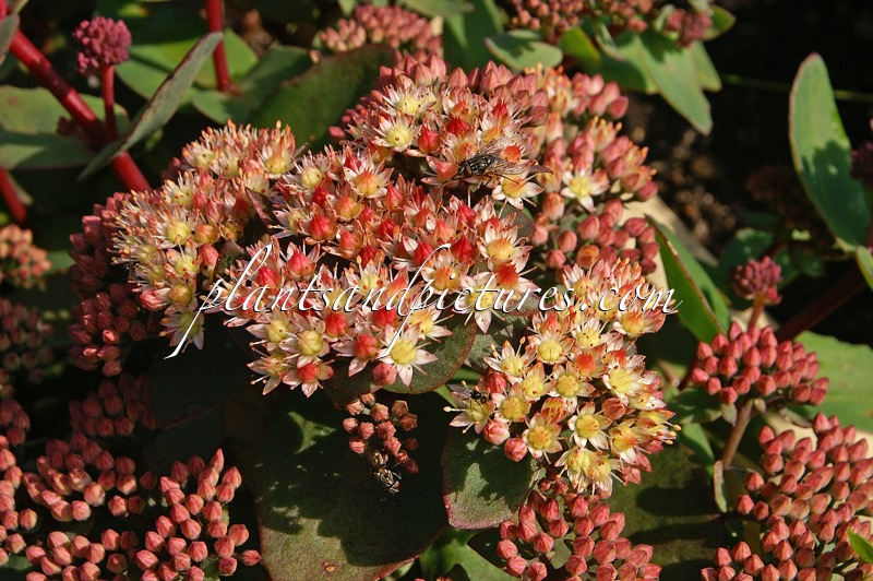 Sedum ‘Moonlight Serenade’