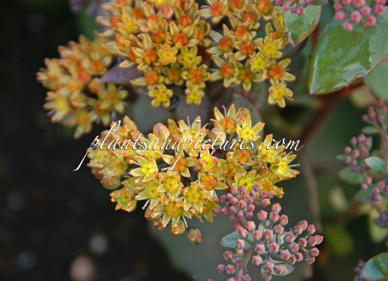 Sedum ‘Yellow Xenox’