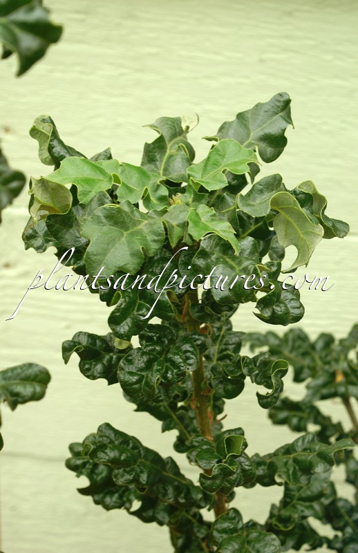 Quercus cerris ‘Curly Head’