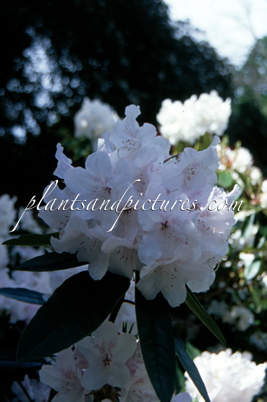 Rhododendron manglesii