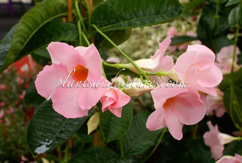 Mandevilla ‘Cotton Candy’