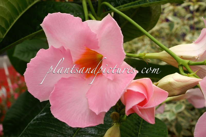 Mandevilla ‘Cotton Candy’