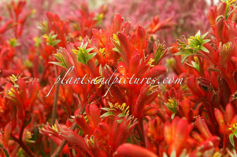 Anigozanthos ‘Bush Inferno’